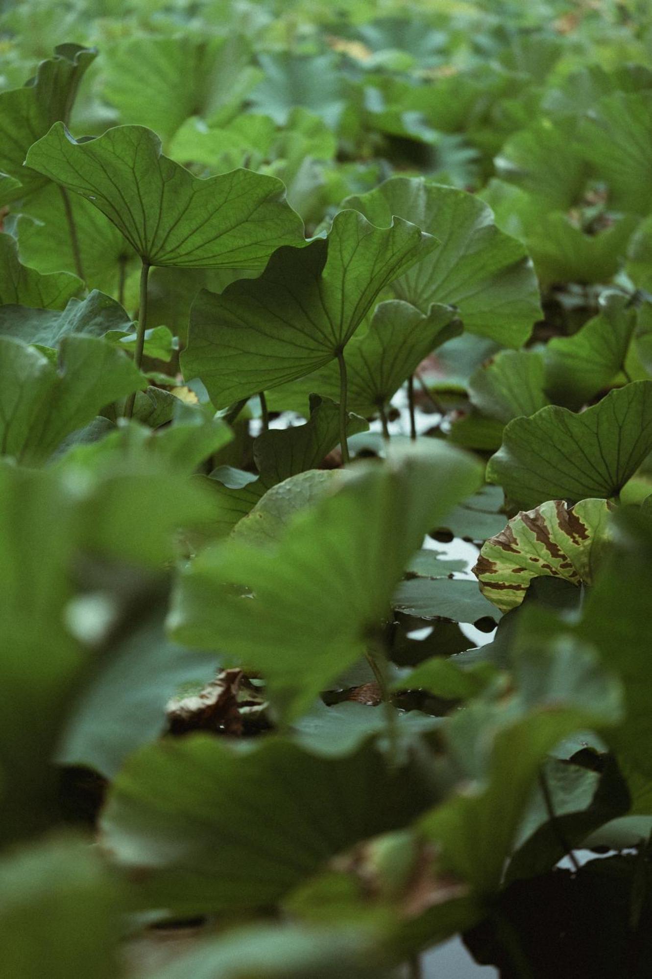 The Boathouses At Leaves & Fishes Lovedale Luaran gambar